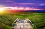 Tea Plantations At Sunset Stock Photo