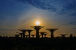 Singapore - Feb 11 , 2017 : Super Tree In Garden By The Bay, Singapore Stock Photo