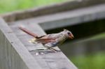 Beautiful Background With A Bird Stock Photo