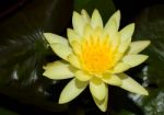 Beautiful Lotus&waterlily Flower Is The Symbol Of The Buddha, Thailand Stock Photo