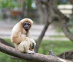 White Handed Gibbon Or Lar Gibbon Stock Photo