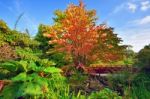 Autumn Tree And Red Wooden Bridge At The Chinese Park Stock Photo