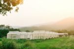 Plant Nursery Of Organic Vegetable Surrounded Stock Photo