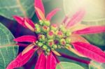 Vintage Flower Of Poinsettia Stock Photo