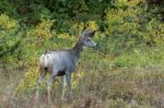 Mule Deer (odocoileus Hemionus) Stock Photo