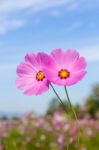 Pink Flowers Cosmos Stock Photo