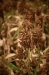 Field Of Australian Sorghum Stock Photo