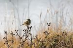 Alert Meadow Pipit On A Frosty Day Stock Photo