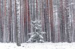 Wall Of Red Pine Trees In The Winter Forest Stock Photo