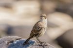 Galapagos Hood Mockingbirds Stock Photo