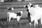 Country Cows Stock Photo