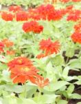 Red Zinnia Flower In Public Garden Stock Photo