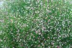 Gypsophila Flowers Stock Photo