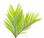 Palm Leaf Isolated On White Background Stock Photo