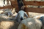 Sacrificial Sheep For Festival Of Sacrifices In Muslim Countries Stock Photo