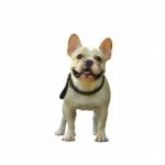 French Bulldog Stock Photo