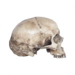 Human Skull Side View Isolate On White Background Stock Photo