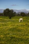 White Horse On A Landscape Field Of Yellow Flowers Stock Photo