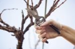 Grape Pruning Stock Photo