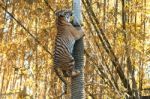 Bengal Tiger Stock Photo