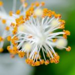 Carpel Of The White Hibiscus Flowers Stock Photo