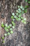 Green Ivy Leaves On An Old Cracked Trunk Of Tree Stock Photo