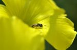 An Ant On A Flower Stock Photo