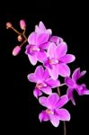 Phalaenopsis Hybrid Stock Photo