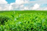 Green Tea Bud And Leaves. Green Tea Plantations In Morning Stock Photo