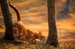 Domestic Orange Fur Cat Relaxing In Park With Beautiful Morning Ligh Stock Photo