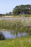 Small Patch Of Trees And Pond Stock Photo