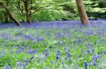 Bluebells In Full Bloom Stock Photo