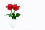 Red Rose Isolated On White Background Stock Photo