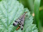 Mayfly Stock Photo