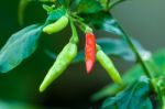 Red Chili Among Green Stock Photo