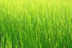 Green Grass Background Stock Photo