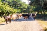 Cows On The Road 39 In Nicaragua Stock Photo