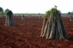 Cassava Farm Stock Photo