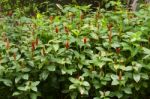 Songkhla Head Or Ginger Costus Speciosus Of Thailand Stock Photo