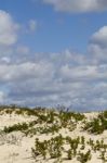 Dune Flora Landscape Stock Photo