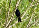 Beautiful Background With A Blackbird Sitting Stock Photo