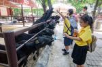 Primary Students Visit The Zoo, In The Jul 27, 2016. Bangkok Thailand Stock Photo