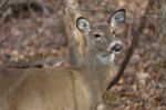 Picture With A Deer Slanting To The Camera Stock Photo