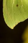 Gonepteryx Cleopatra  Butterfly Insect Stock Photo