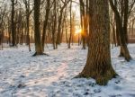 Winter Sunset In The Forest Stock Photo