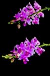 Phalaenopsis Hybird Stock Photo