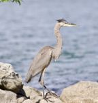 Beautiful Isolated Photo With A Funny Great Heron Standing On A Rock Shore Stock Photo