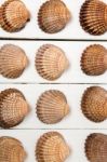 Several Clam Shells Isolated Stock Photo