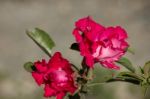 Soft Pink Desert Rose Flowers Stock Photo