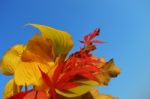 Bouquet Of Milticolor Leaves Stock Photo